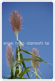 ひげが茶色になったらOK