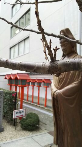 桜つぼみ2.jpg