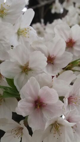桜アップ.jpg