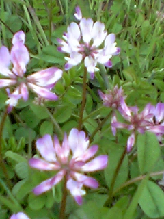 080327_161428_M.jpg