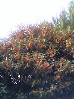 081009_162223_M.jpg
