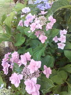 20100705180845.jpg