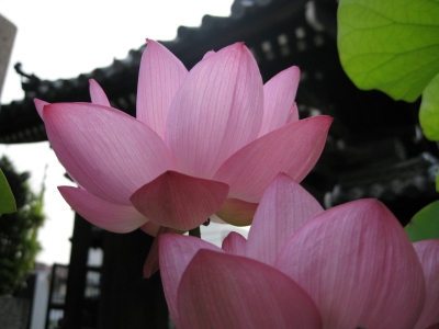 2010/7/8/蓮写真
