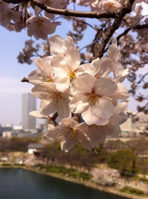大阪城 桜