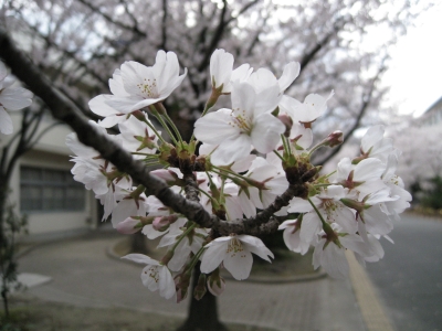 布施高さくら