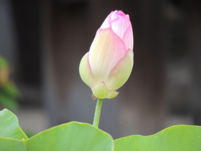 蓮6