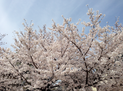 四天王寺の桜2