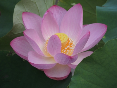 2014hasu