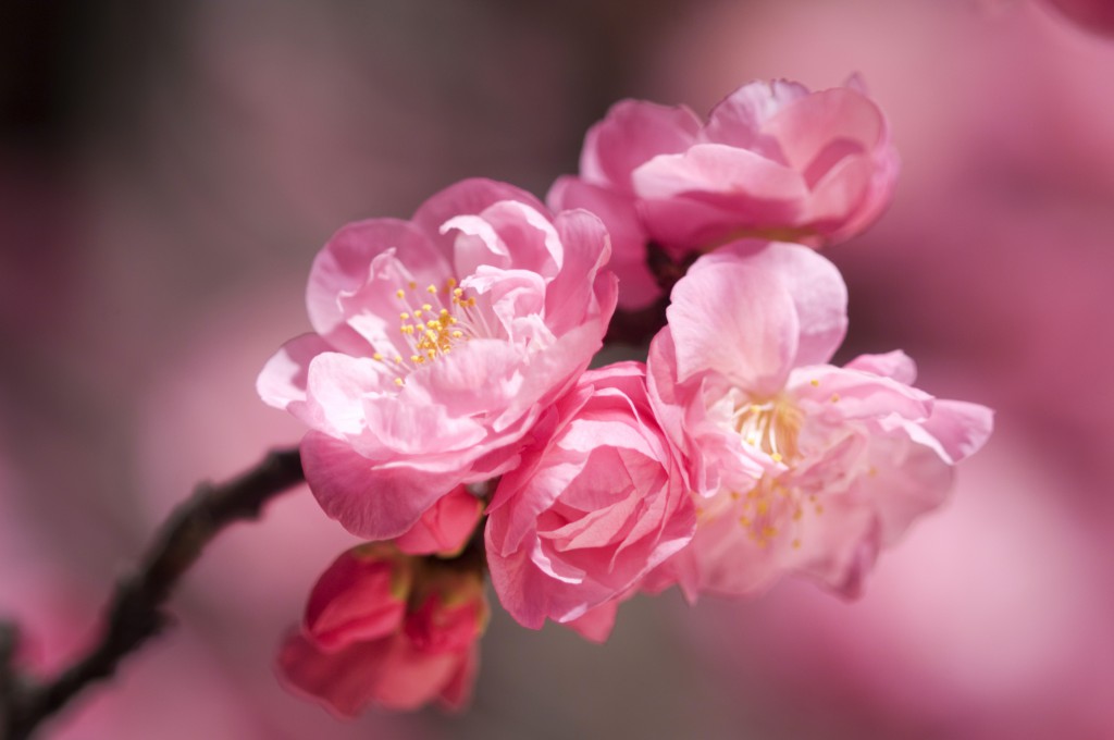 ume
