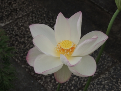 shirohasu