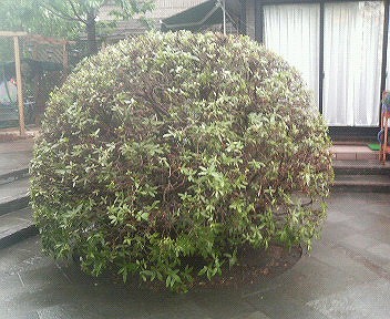 オオムラサキツツジ Gpy スタッフブログ 観葉植物レンタルのグリーンプラザ大和園