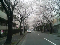 桜並木