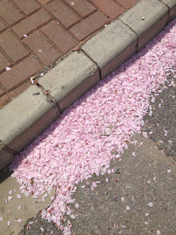 桜花びら