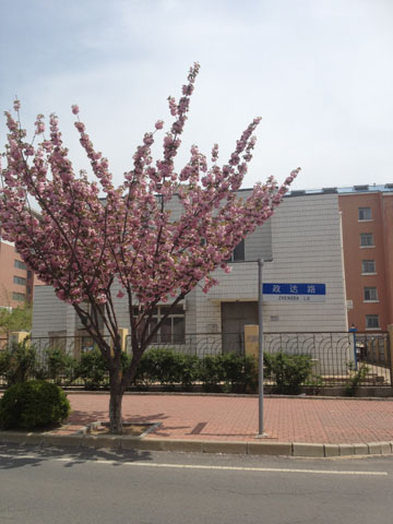 桜咲く