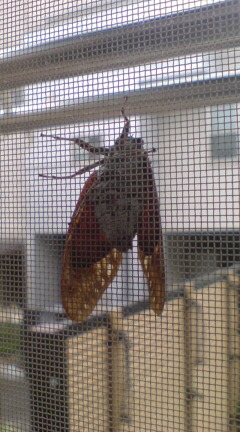 20120901122439.jpg