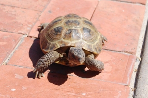 turtle