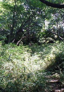 20060929_246733.jpg
