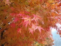 紅葉 4