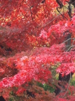 紅葉 5