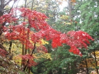 紅葉 6