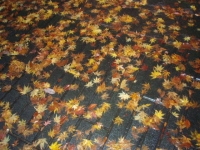 紅葉 7