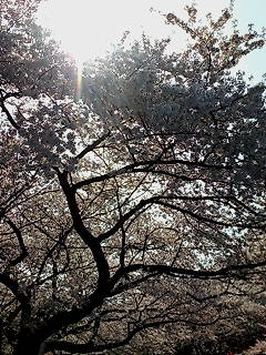 20080403133056.jpg