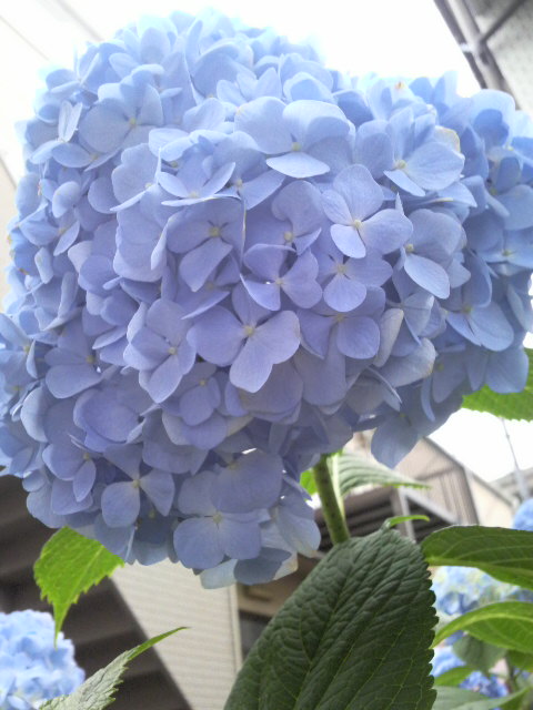2010060917280000.jpg