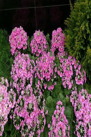 shareimage20130124_002737.jpg