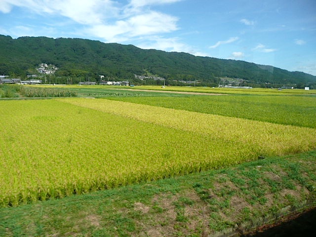 P1140771A.jpg