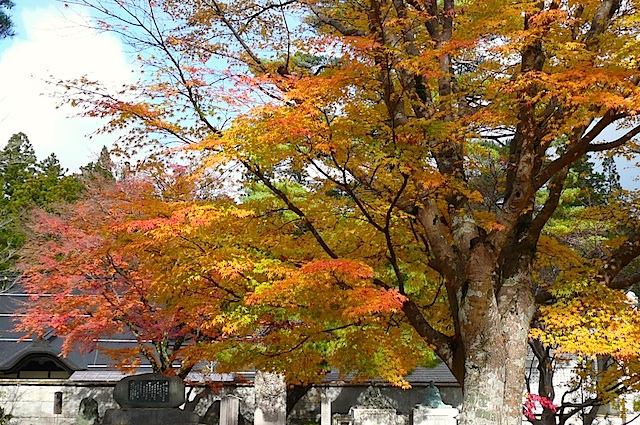 P1210474A.jpg