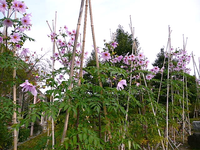 P1010014A.jpg