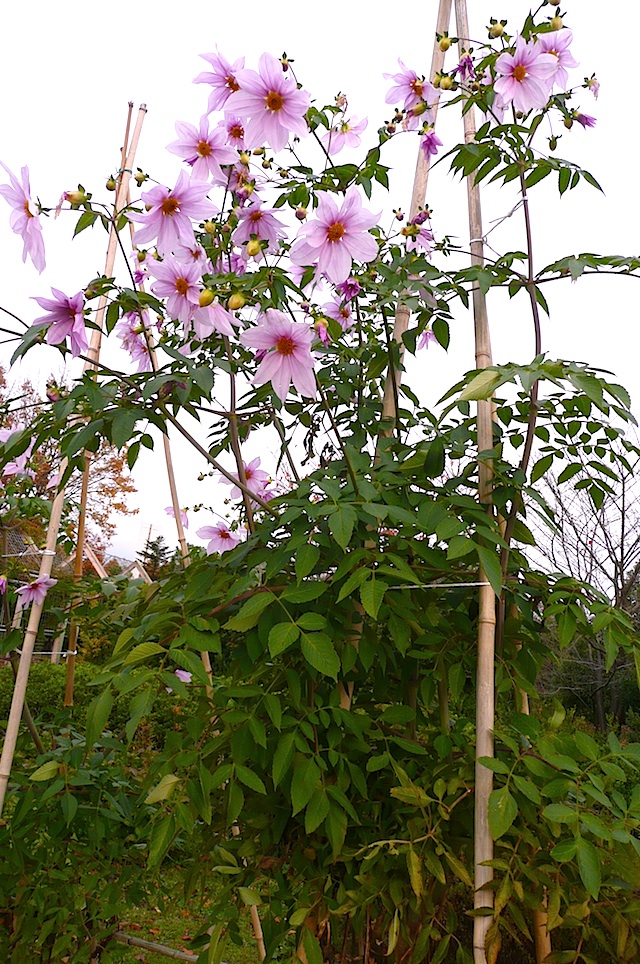 P1010028A.jpg
