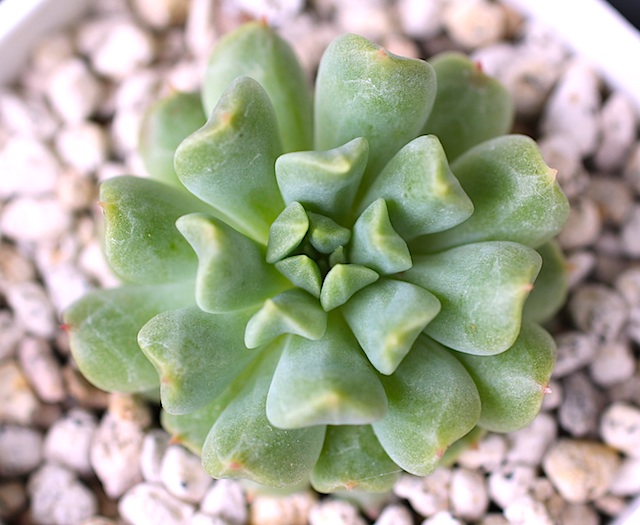 多肉植物 エケベリア アイリッシュミント 群生