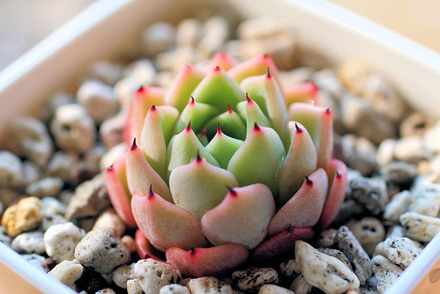 多肉植物 ジェイドポイント 抜き苗( アガボイデスの交配種) 多肉植物