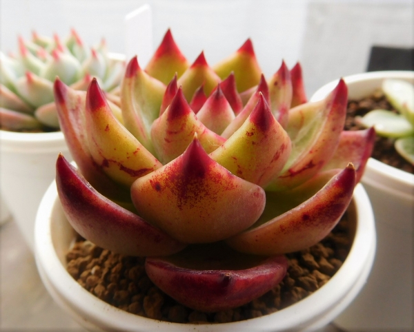多肉植物 エケベリア ブルードラゴン 抜き苗｜観葉植物