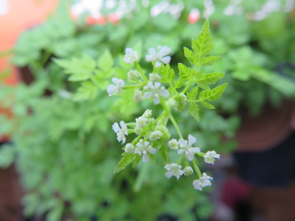 チャービル の花 日々 つれづれ