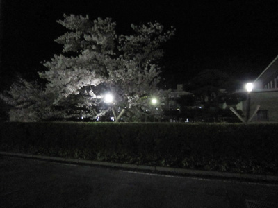 小川高夜.jpg