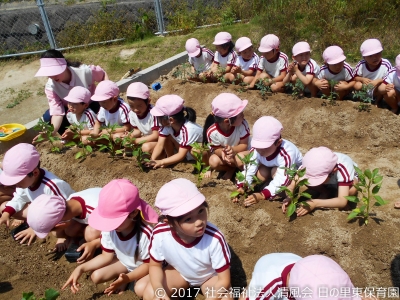 2017-0511 夏野菜の苗植え