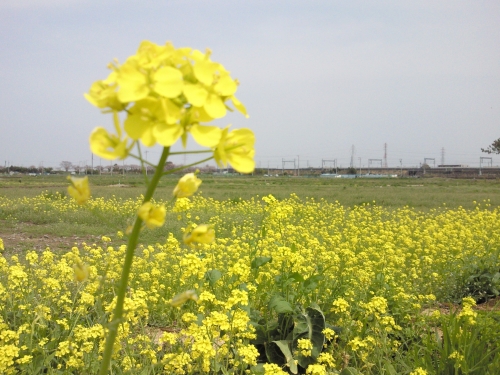 NEC_0304.JPG