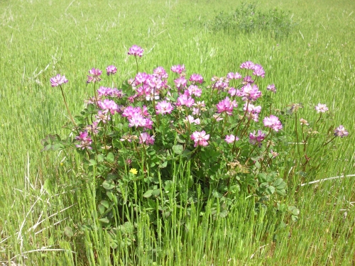 NEC_0321.JPG