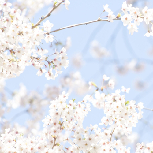 空と桜