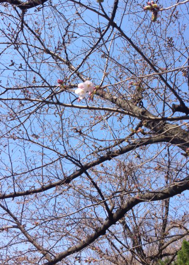 桜　つぼみ　画像　蕾画像