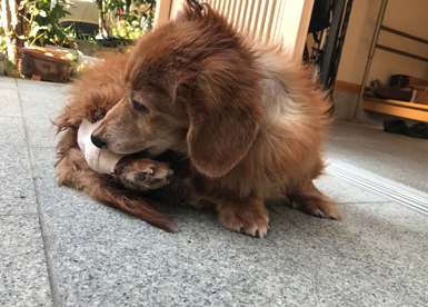 ダックス 足 怪我