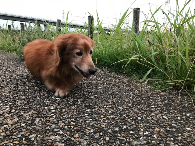 梅雨　犬　散歩　めんどい