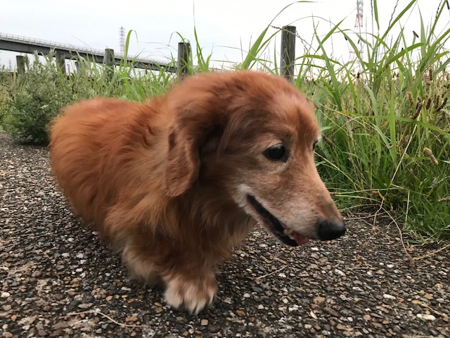 梅雨　犬　散歩　面倒い