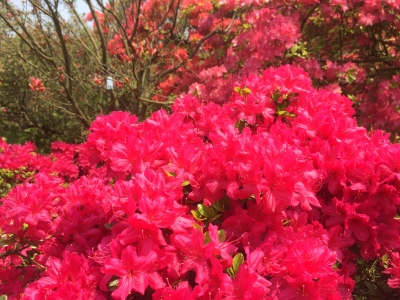 2015-04-25 11.49.12.jpg