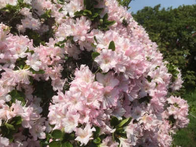 2015-04-25 11.54.08.jpg