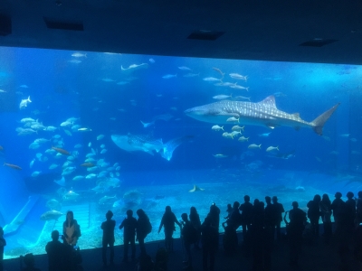 2016-01-04 12.14.26.jpg
