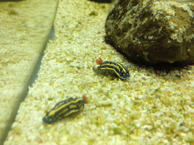 天保山 ウミウシ ウミウシminimini水族館