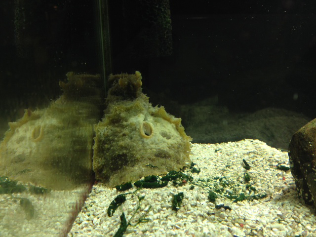 ウミウシ ウミウシminimini水族館